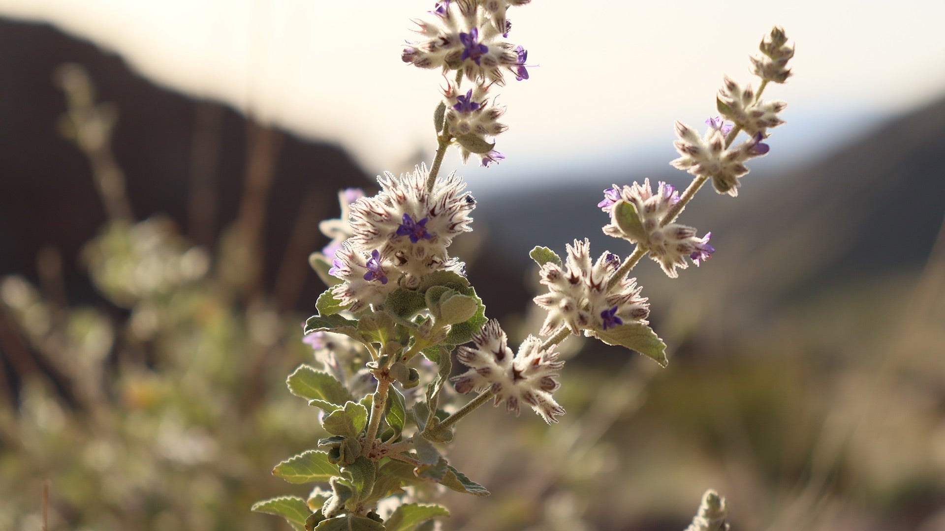 Desert Lavender: Nature's Skin Savior - Desert Botanical Series  CHAPARRAL  THEORY