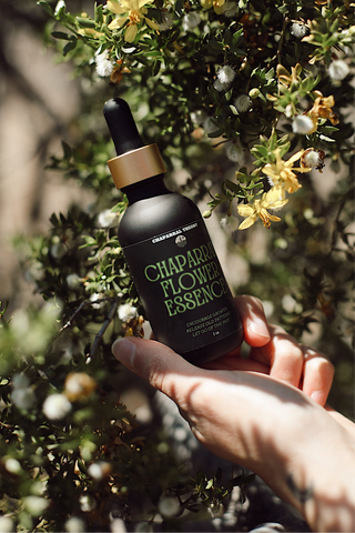 CHAPARRAL ESSENCE