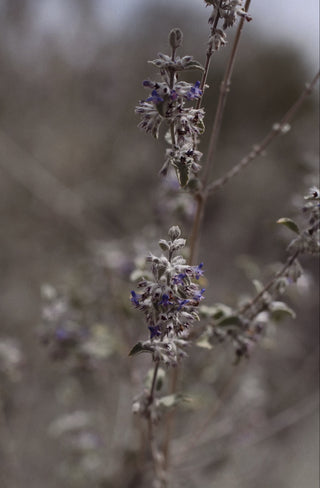 DESERT LAVENDER ESSENCE