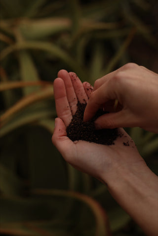 tallow coffee scrub