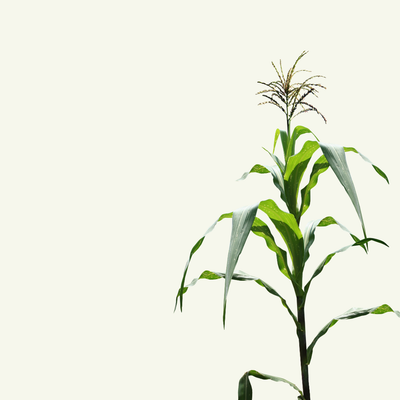 CITRIC ACID