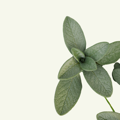 DESERT WHITE SAGE