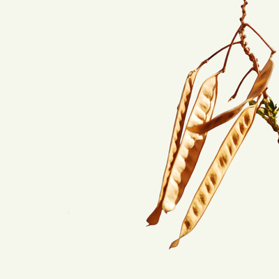 MESQUITE BEAN POWDER