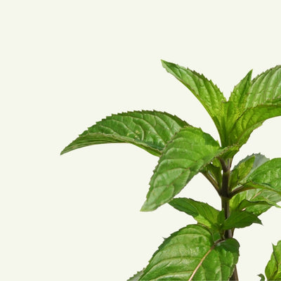 PEPPERMINT LEAF