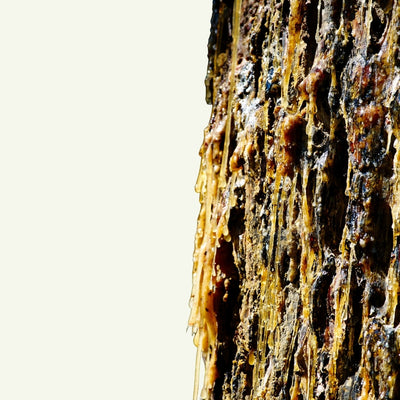 PINE NEEDLE