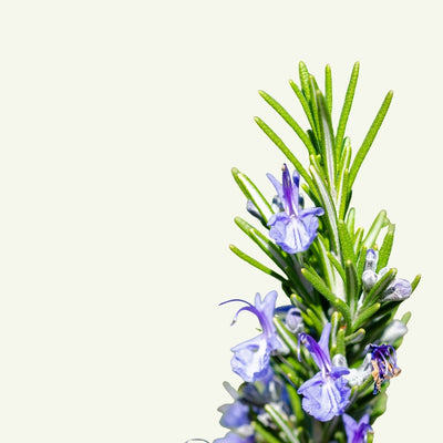 ROSEMARY LEAF