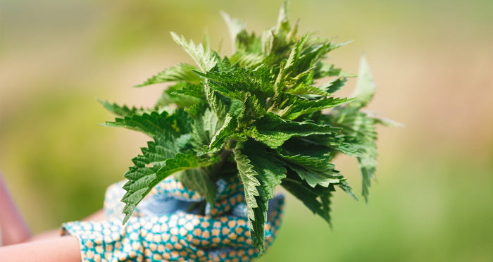 Freshly picked nettle leaves