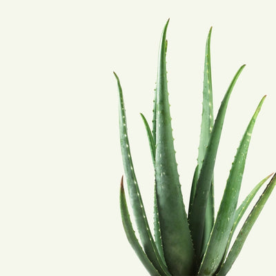 ALOE VERA