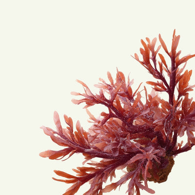 CARRAGEENAN