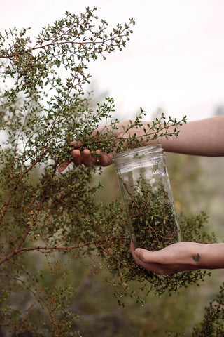 Harvesting Creosote