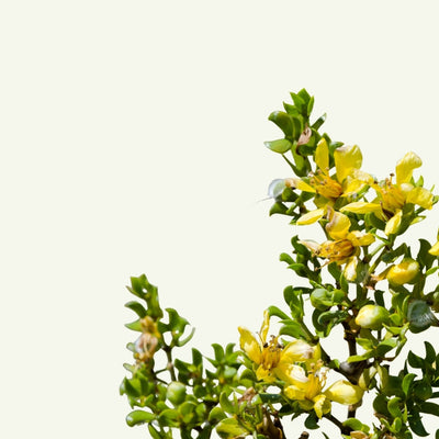 CREOSOTE