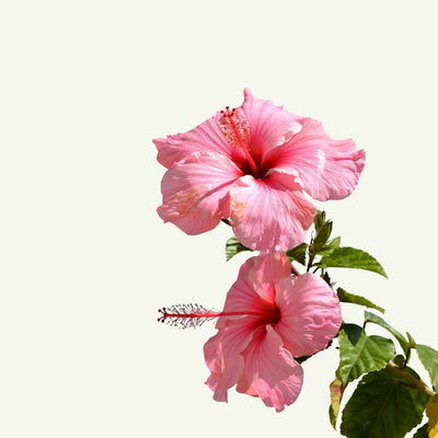 HIBISCUS FLOWER