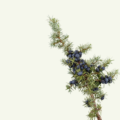 JUNIPER LEAF