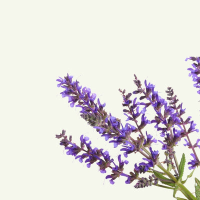 DESERT LAVENDER