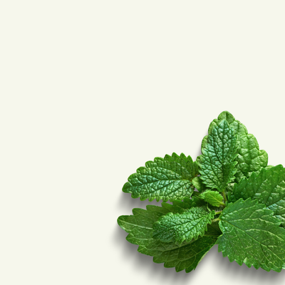 LEMON BALM