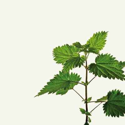 NETTLE LEAF
