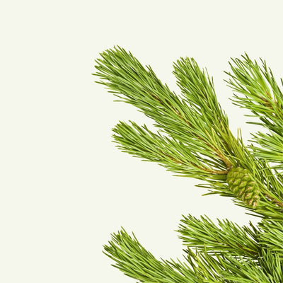 PINE RESIN
