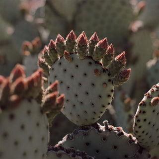 Prickly Pear Cactus