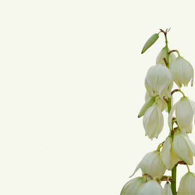 YUCCA FLOWER
