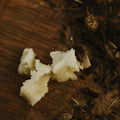 Fresh Tallow for beauty- chaparral theory